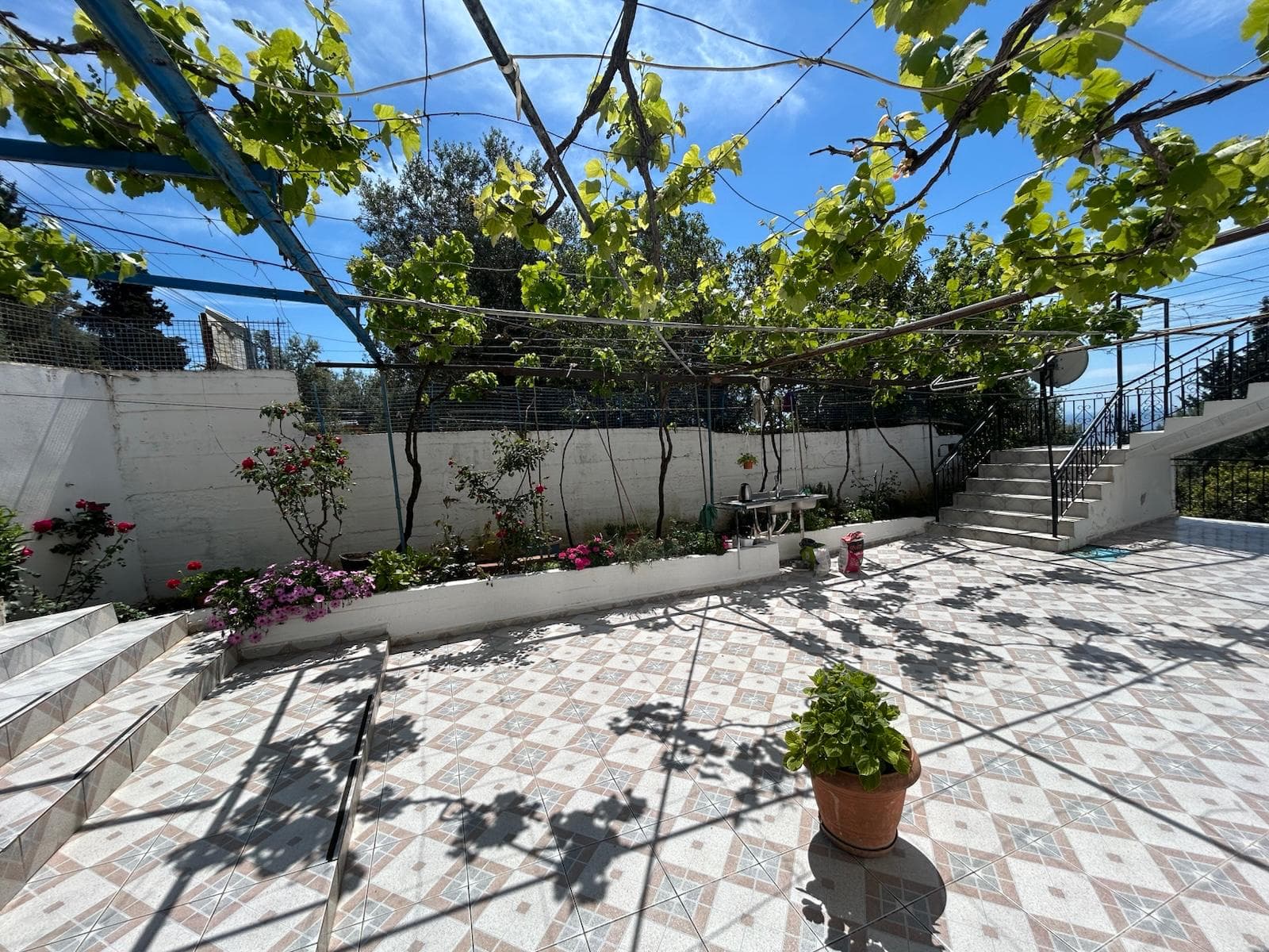 Shaded courtyard with grapevine canopy